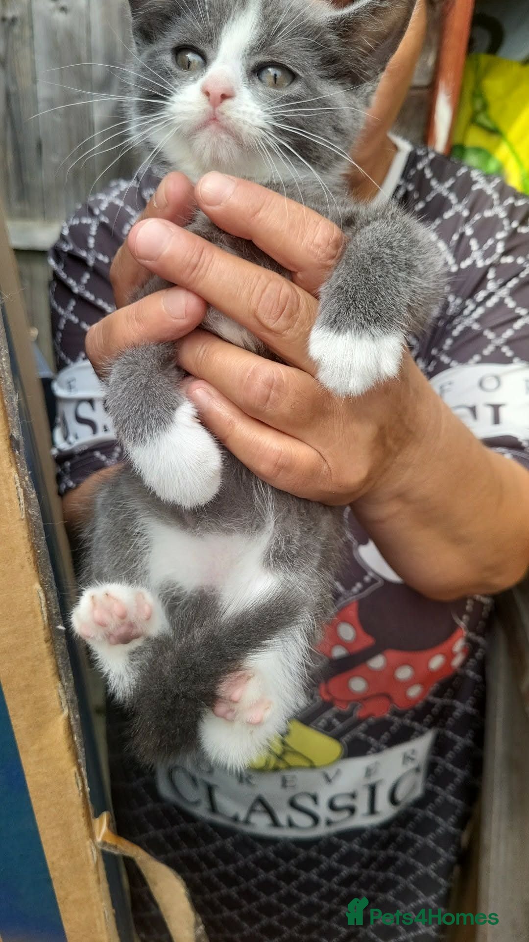 American Shorthair cats 1 kittens for sale - Advert 5