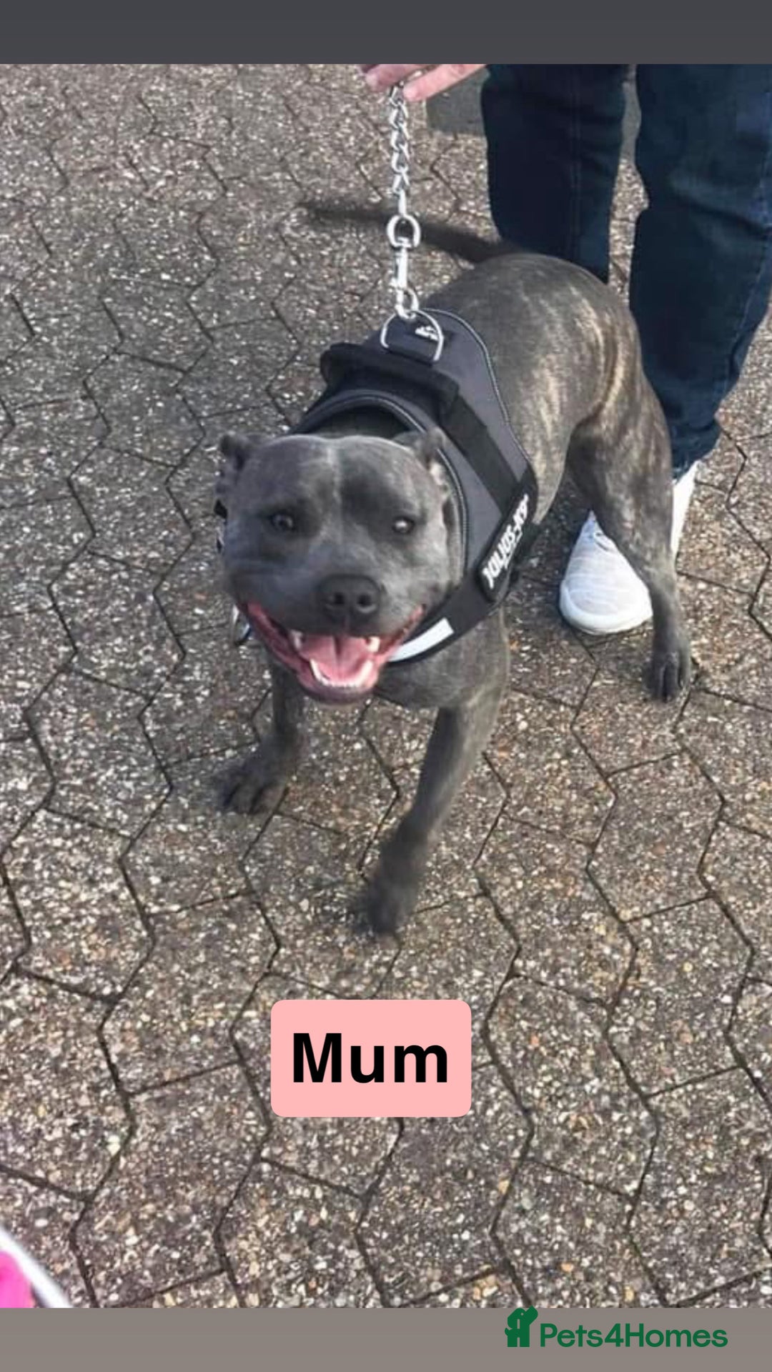 Staffordshire Bull Terrier dogs for sale: Staffy pups for sale  - Advert 13