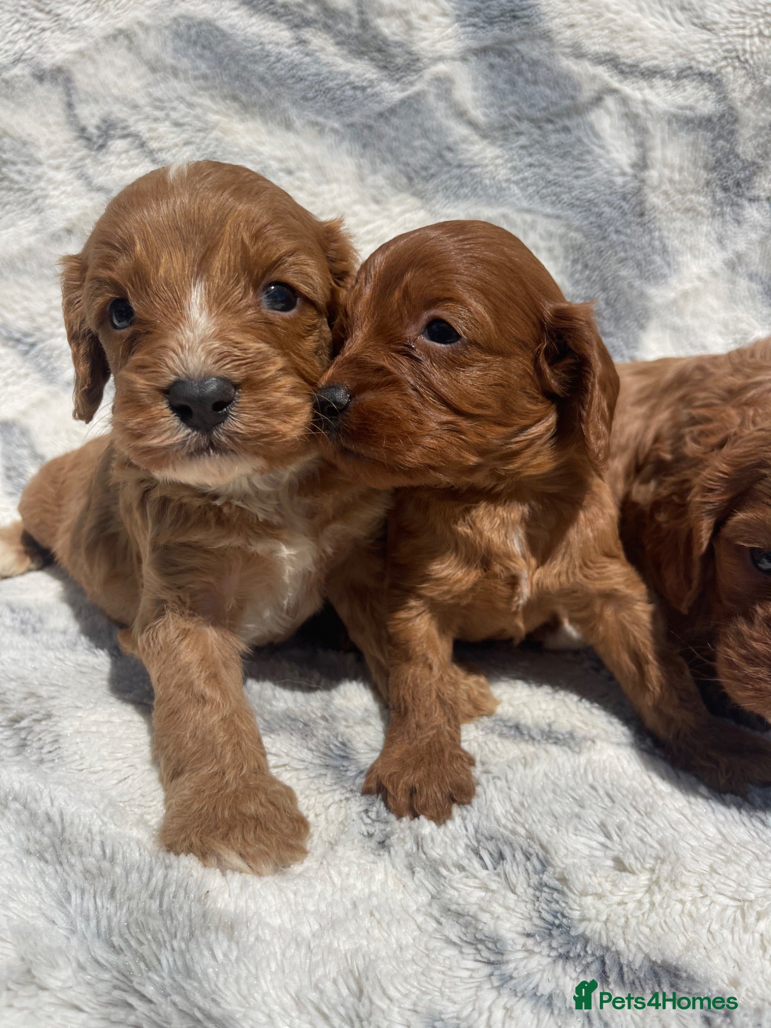 Cavapoo dogs STUNNING DNA TESTED TOY CAVAPOOS - Advert 1