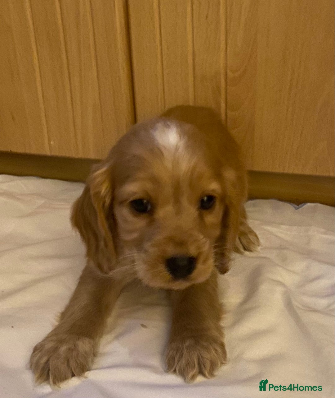 Cocker Spaniel dogs for sale: Beautiful cocker spaniel’s for sale - Advert 1