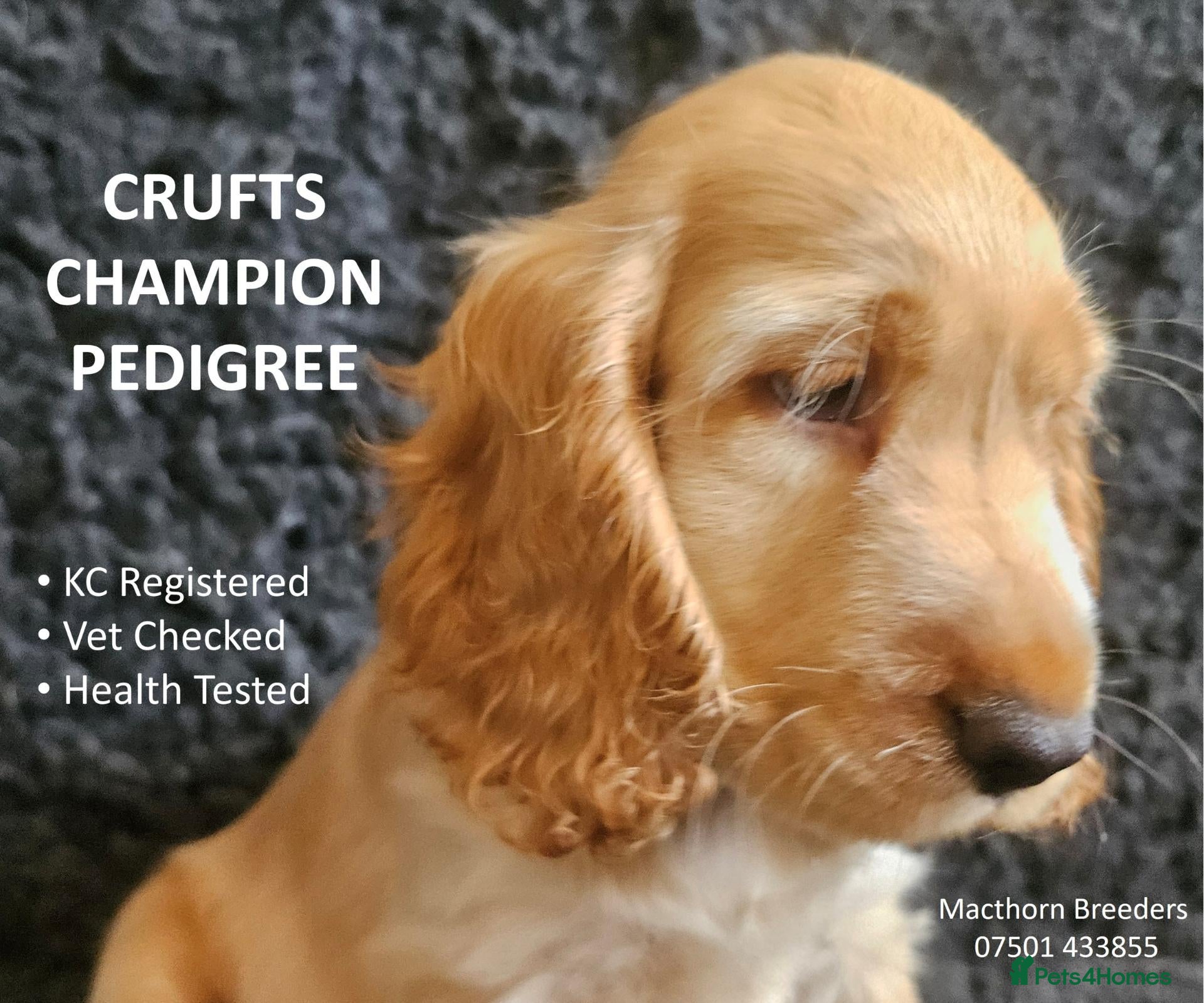 Cocker Spaniel dogs KC Reg, Vet Checked Show Cockers - Advert 6
