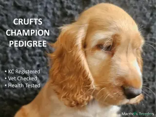 Cocker Spaniel dogs KC Reg, Vet Checked Show Cockers - Advert 6