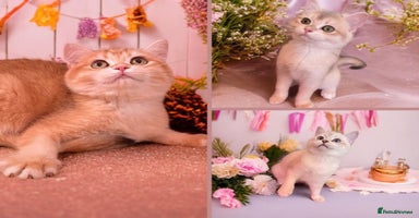 British Shorthair cats in Ashton-under-Lyne - Advert 1