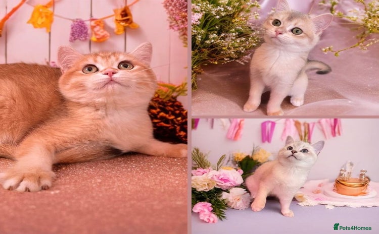 British Shorthair cats in Ashton-under-Lyne - Advert 11