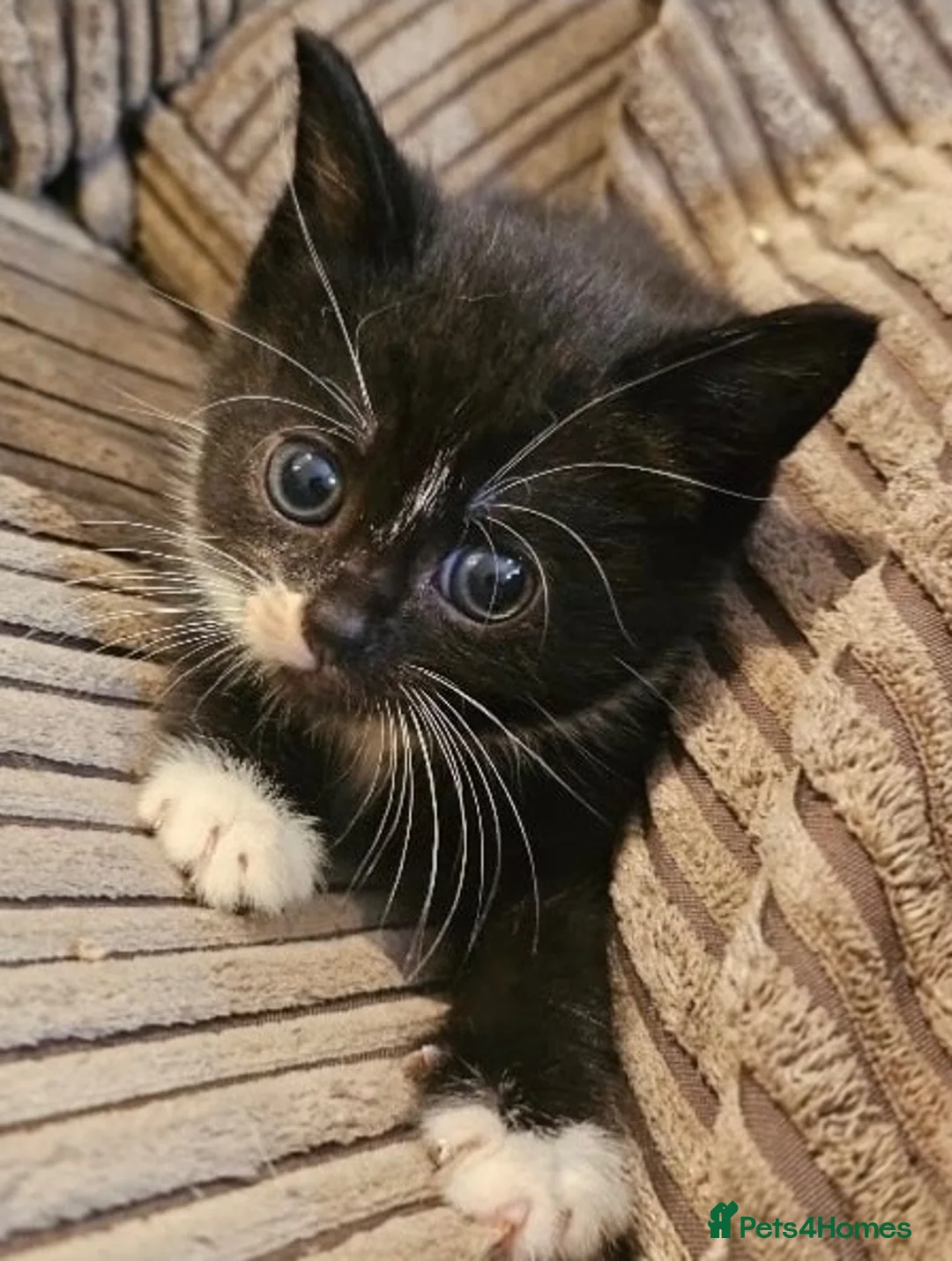 Domestic Shorthair cats for adoption: Bonded pair of rescue kittens ready for new home - Advert 2