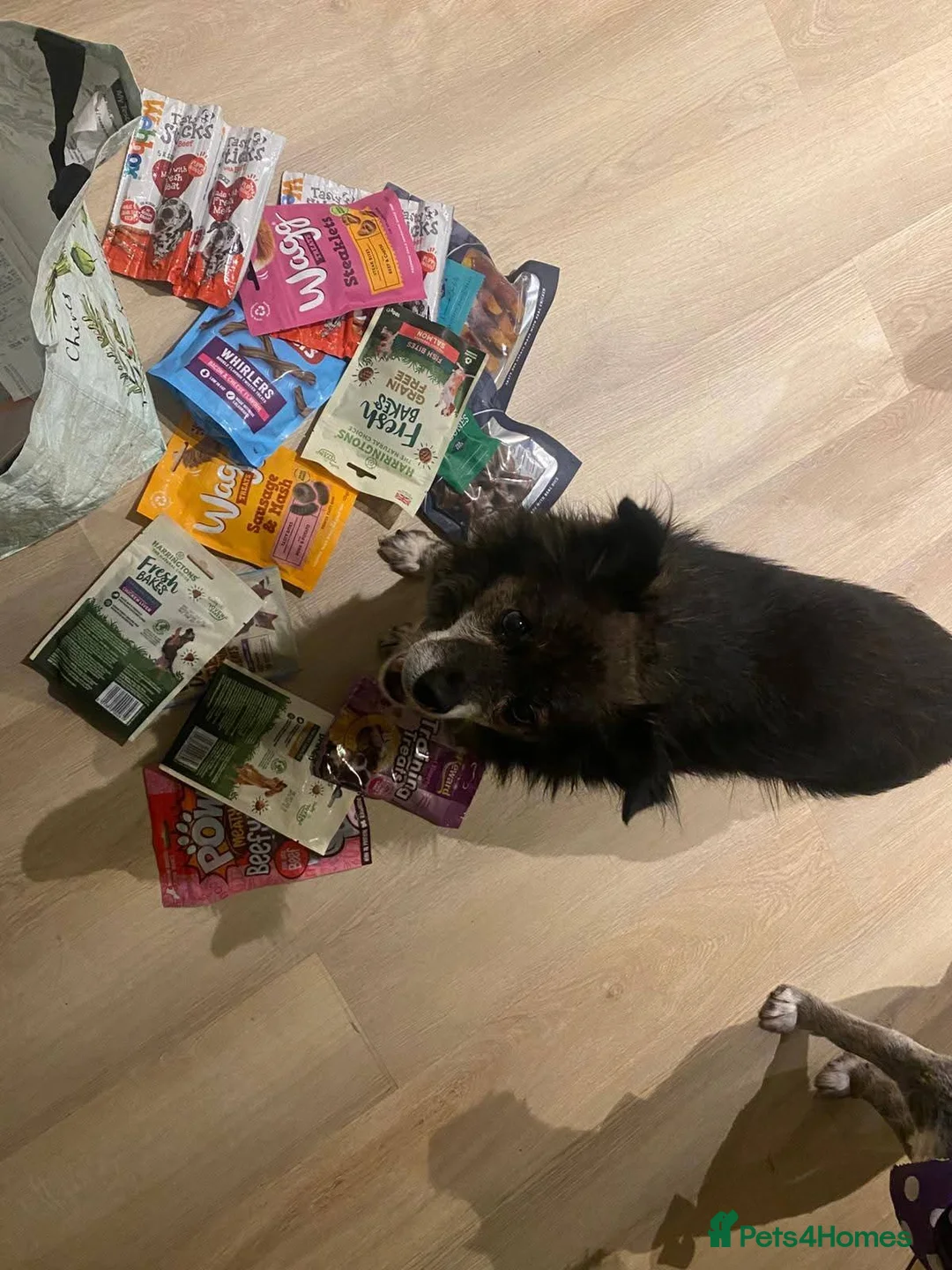 Mixed Breed dogs for adoption: Meet Gizmo, currently residing in Lancashire  - Advert 5