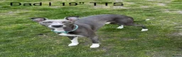 Whippet dogs for sale: Stunning Purebred Whippet Puppies - Ready 27th May - Advert 2