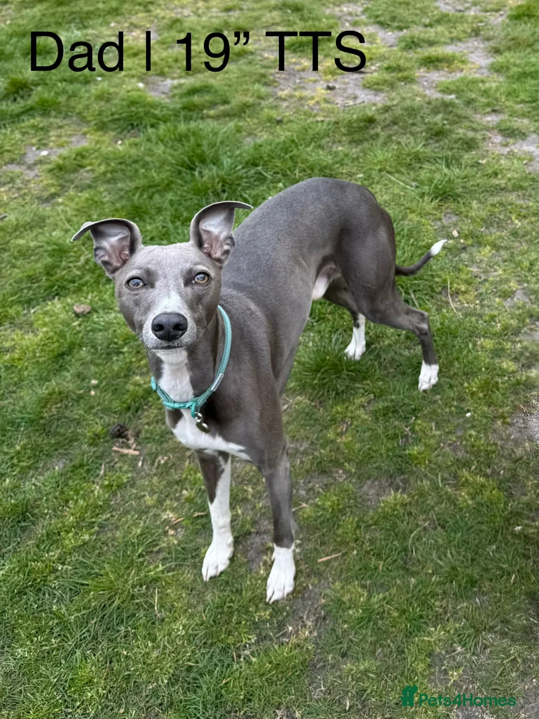 Whippet dogs for sale: Stunning Purebred Whippet Puppies - Ready 27th May - Advert 2