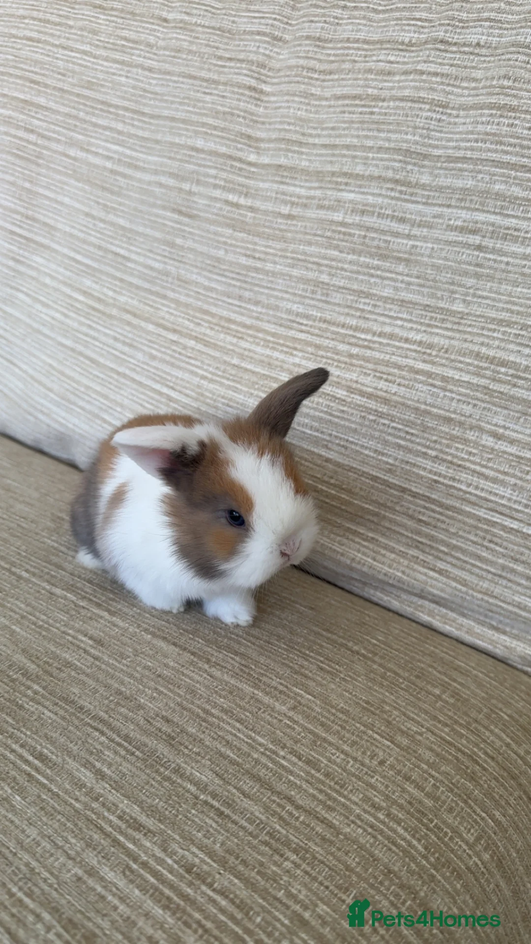 Mini Lop rabbits for sale: Mini Lop bunnies for sale - Advert 2