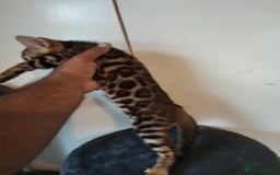 Bengal cats for sale: Pedigree Bengal Kittens  - Image 4