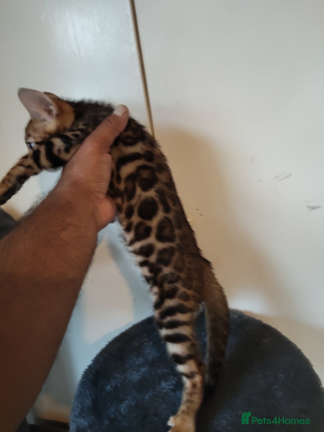 Bengal cats for sale: Pedigree Bengal Kittens  - Image 4