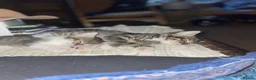 Domestic Shorthair cats for sale: 2 beautiful tabby kittens ready 05/08/2026 - Advert 3