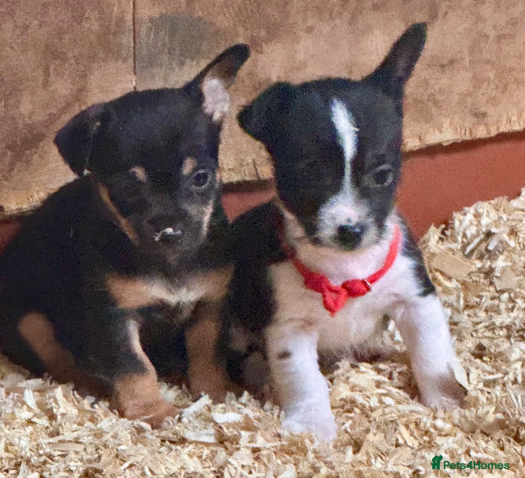 Mixed Breed dogs for sale: 5 stunning tiny miniature Chihuahua X terrier - Image 10