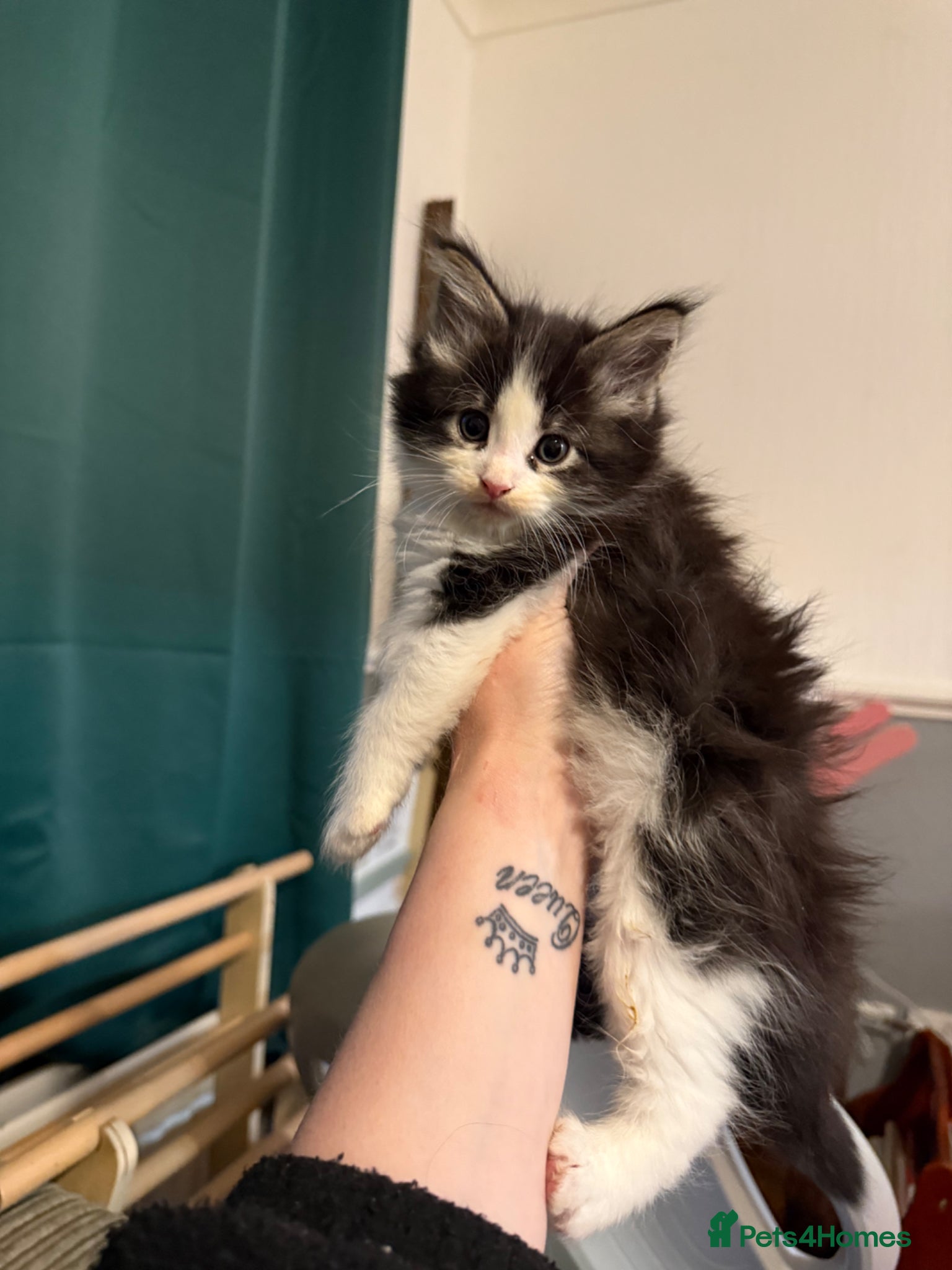 Maine Coon cats 2 Kittens Left 🖤 2 Girls  - Advert 3