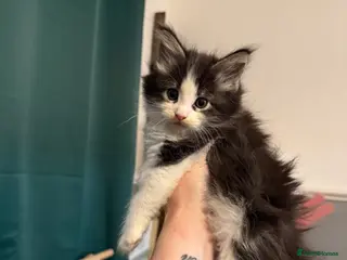 Maine Coon cats 2 Kittens Left 🖤 2 Girls - Advert 3
