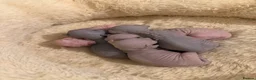 Sphynx cats for sale: New Sphynx Litter Available Now! - Advert 21
