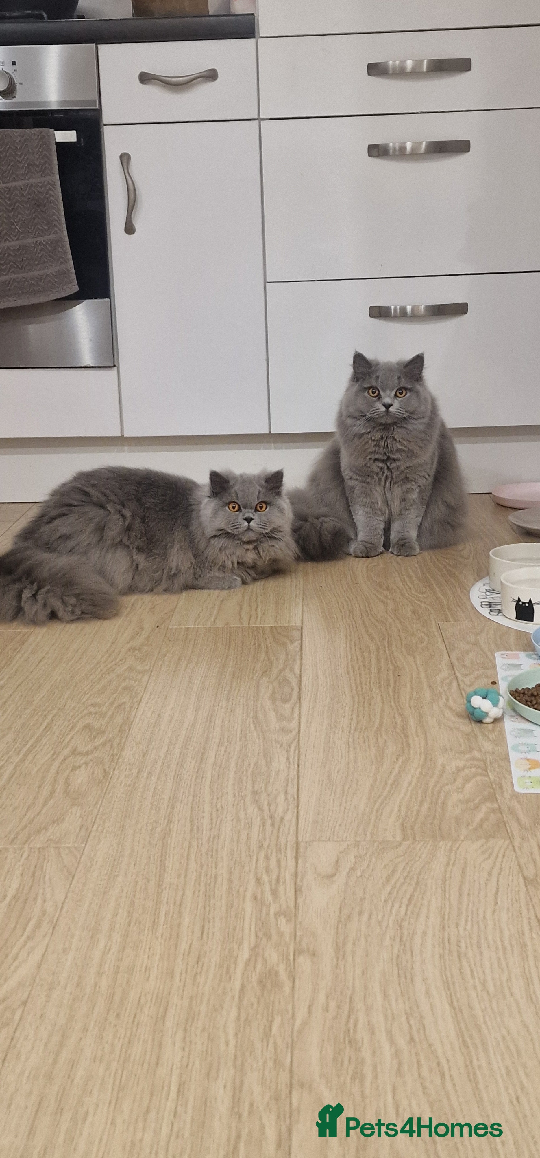 British Longhair cats Amasing girls 🩷🩷🩷 - Advert 2
