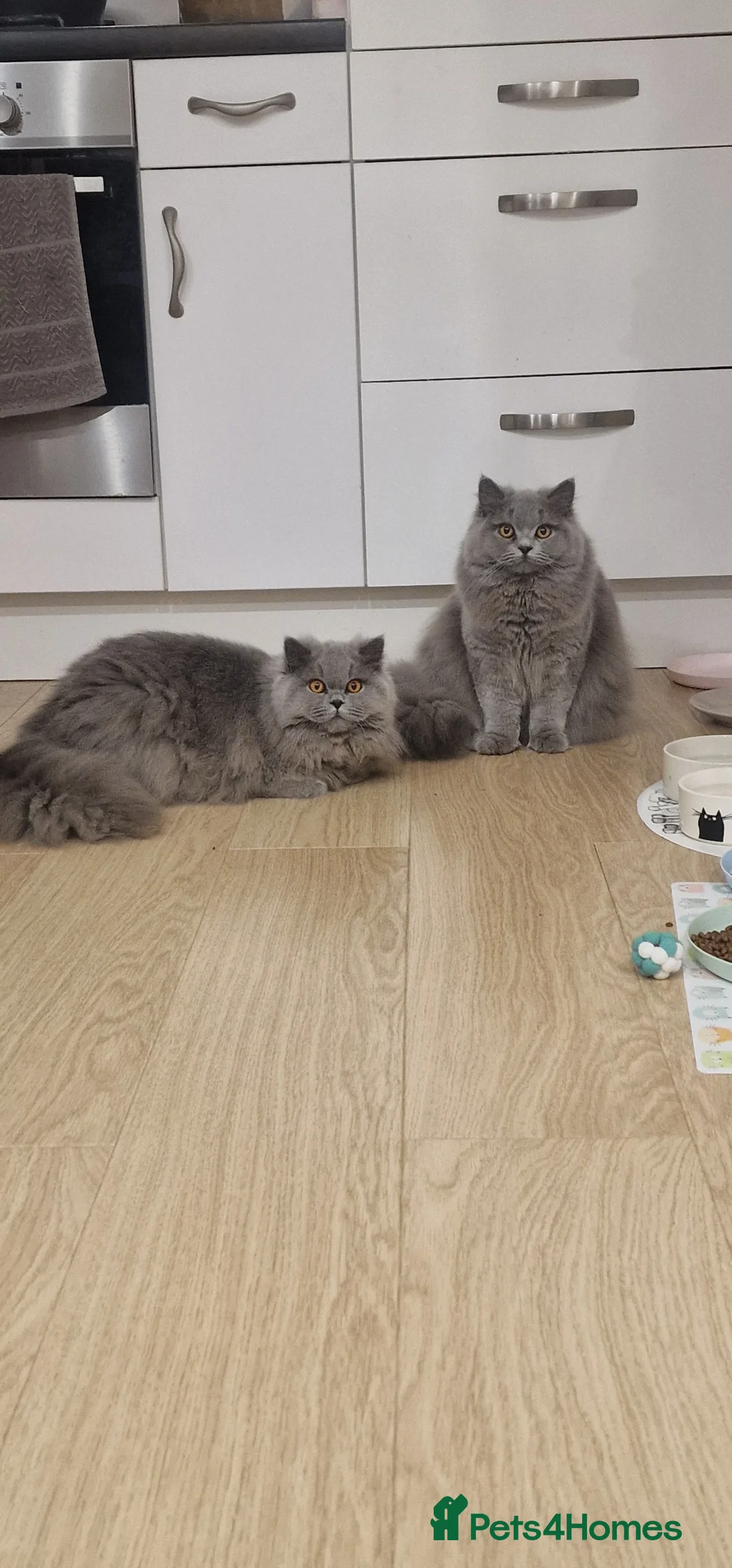 British Longhair cats for sale: Amasing girls 🩷🩷🩷 - Advert 2