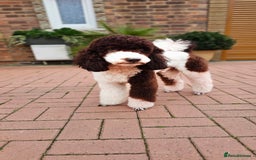 Goldendoodle dogs for stud: FULLY HEALTH TESTED! MOYEN POODLE STUD! in Kettering - Image 18