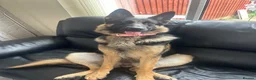 German Shepherd dogs for sale: German Shepherd Cash Only in Stoke-on-Trent - Advert 2