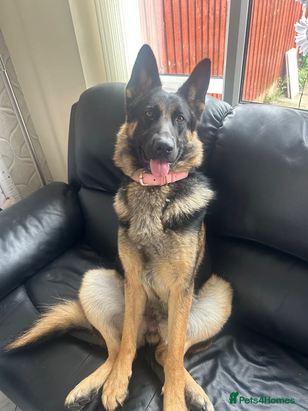 German Shepherd dogs for sale: German Shepherd Cash Only in Stoke-on-Trent - Advert 2
