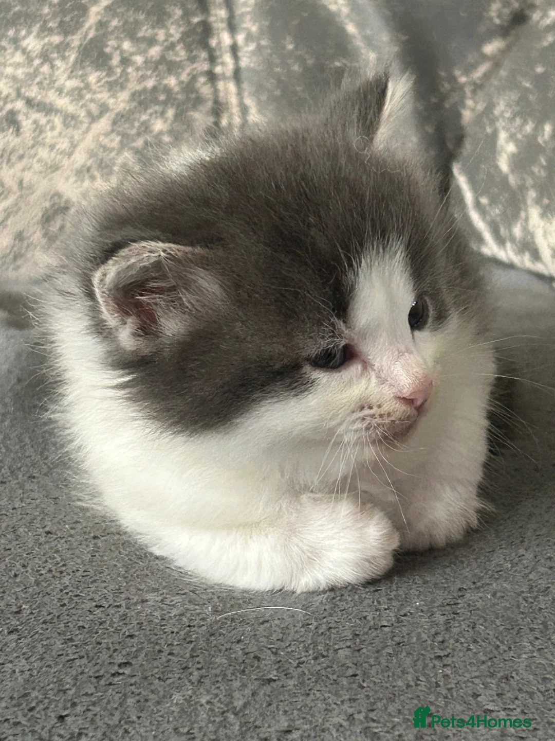 Mixed Breed cats for sale: 6 beautiful playful kittens  - Advert 13