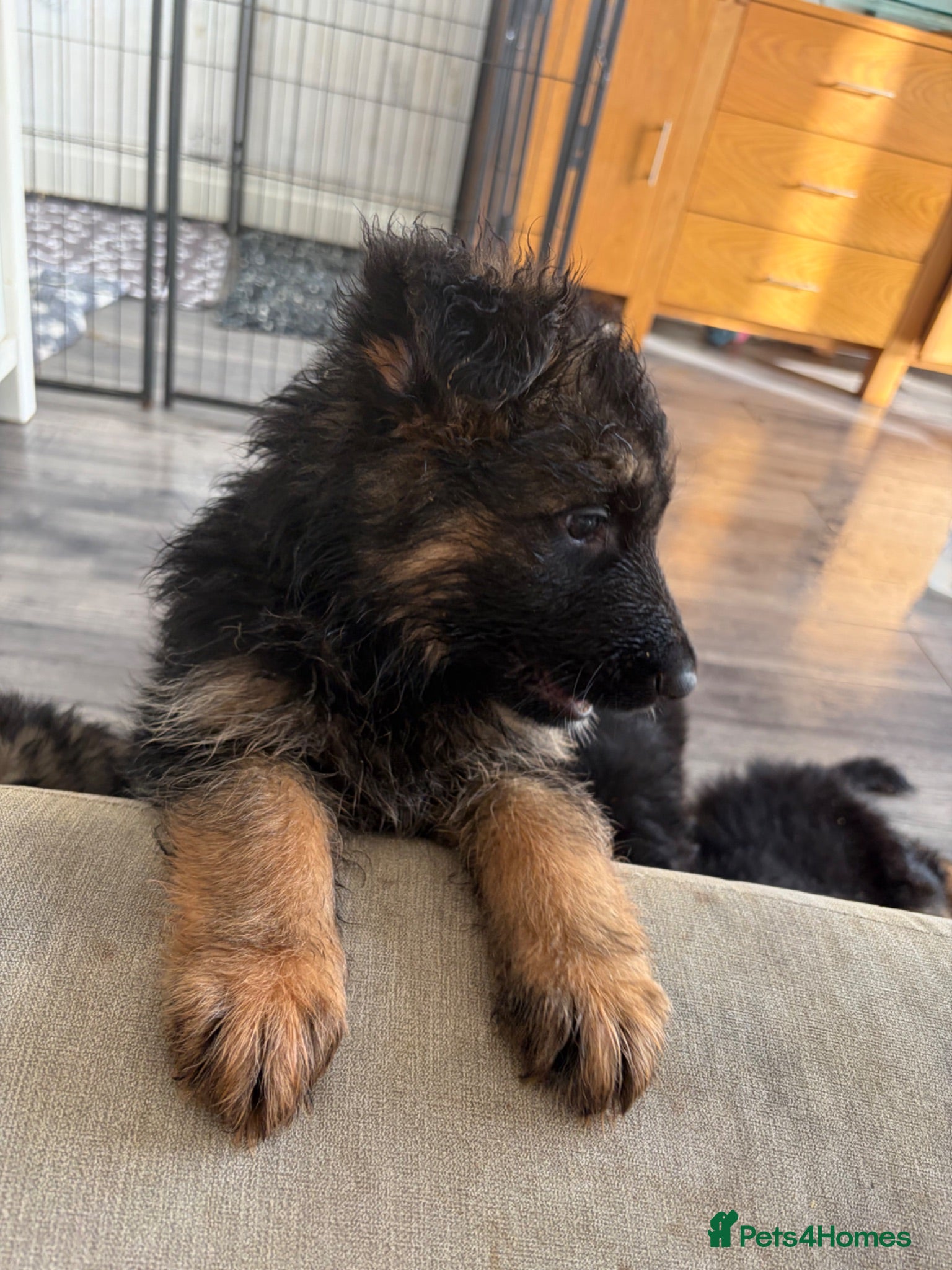 German Shepherd dogs  KC REGISTERED LONG-COAT GERMAN SHEPHERDS  - Advert 2