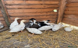 Ducks poultry for sale: Mixed Runner Ducks - Image 2