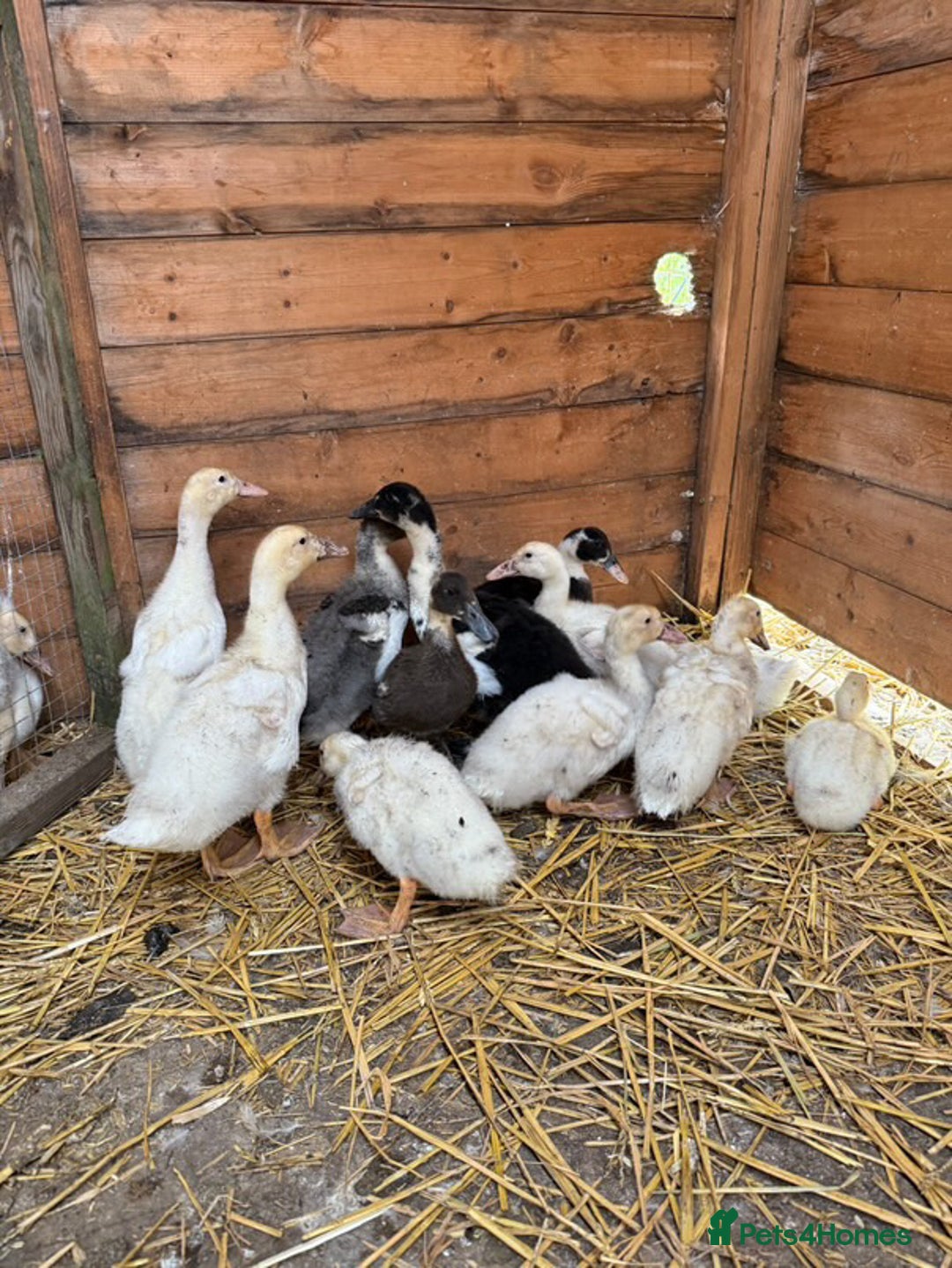 Ducks poultry for sale: Mixed Runner Ducks - Image 2