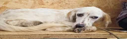 English Setter dogs for adoption: Hamar in Brighton - Advert 4