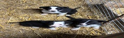 Border Collie dogs for sale: Stunning border collies  - Advert 3