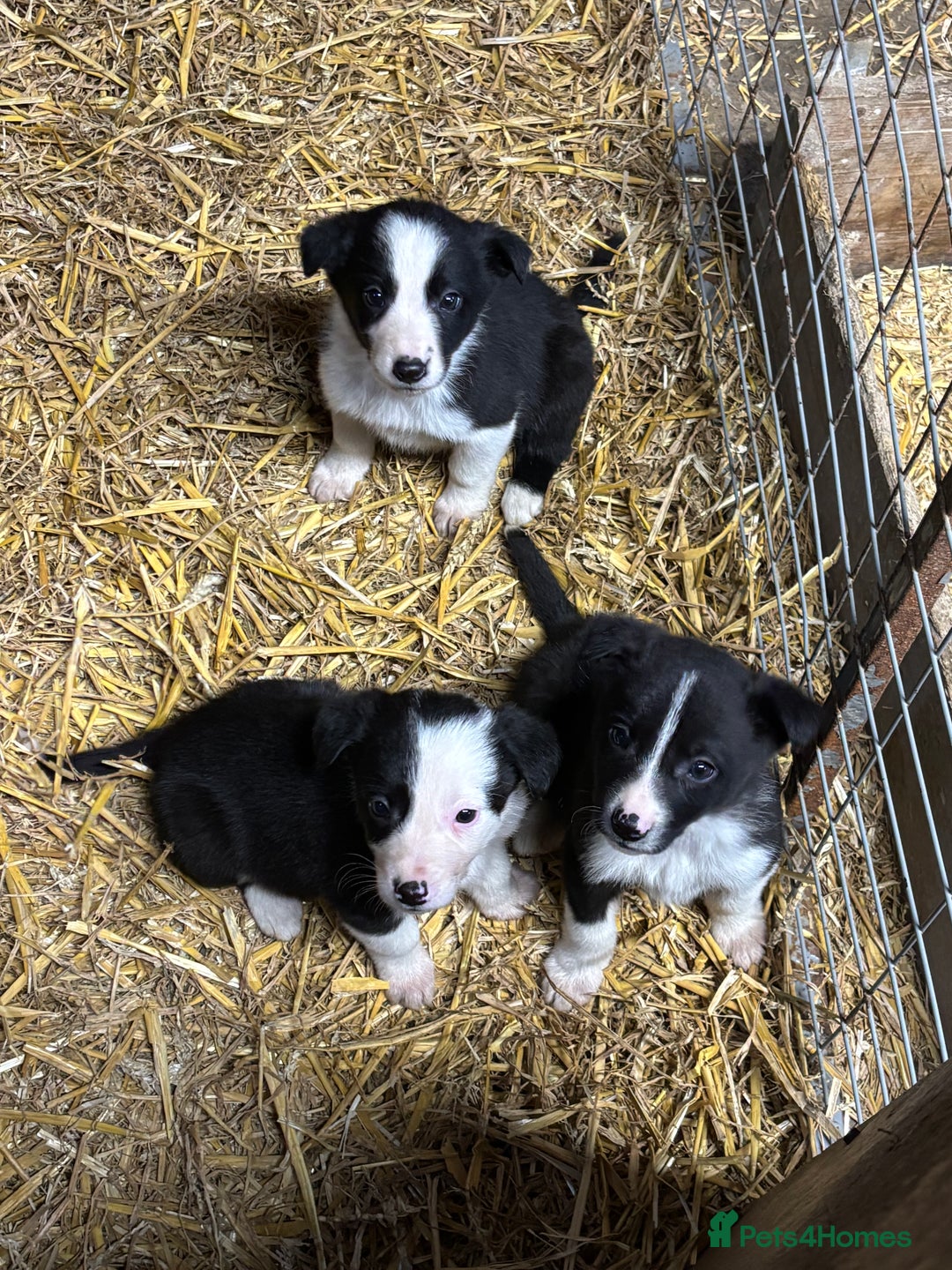 Border Collie dogs for sale: Stunning border collies  - Advert 3