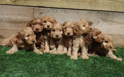Cavapoo dogs for sale: Red & apricot health tested cavapoo puppies  - Image 8