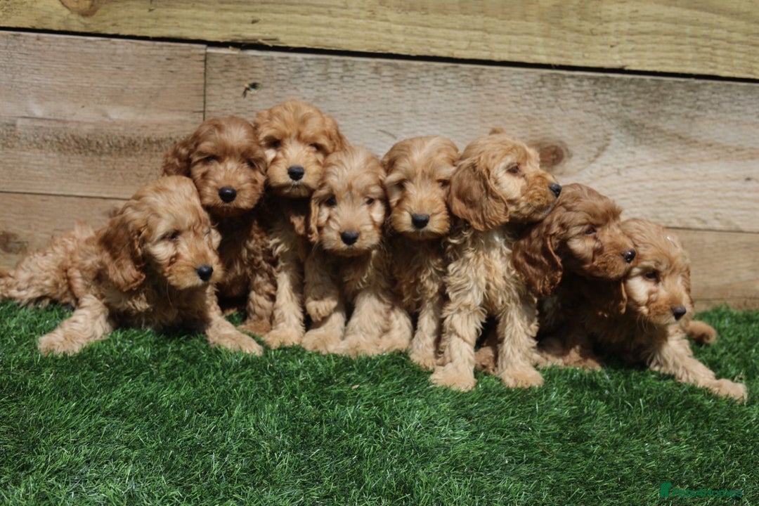 Cavapoo dogs for sale: Red & apricot health tested cavapoo puppies  - Image 8