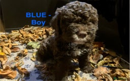 Lagotto Romagnolo dogs for sale: Stunning Litter of Pedigree Lagotto Romagnolo Pups - Image 13