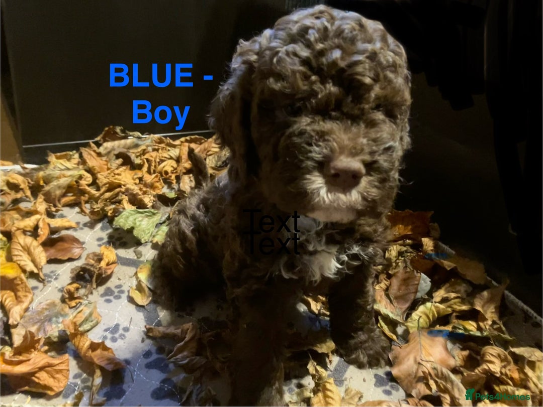 Lagotto Romagnolo dogs for sale: Stunning Litter of Pedigree Lagotto Romagnolo Pups - Image 13