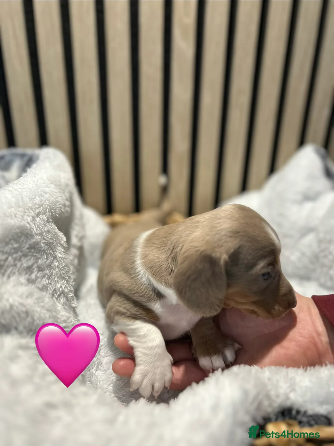 Miniature Dachshund dogs for sale: 4 beautiful miniature dachshund puppies - Advert 7