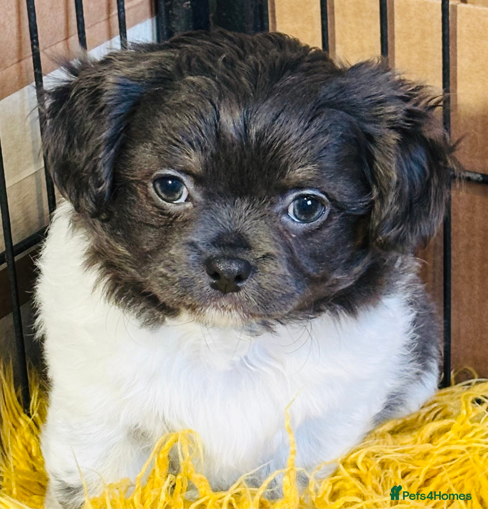 Chihuahua dogs Apple head long coat tiny chihuahua boy puppies  - Advert 13