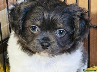 Chihuahua dogs Apple head long coat tiny chihuahua boy puppies - Advert 13