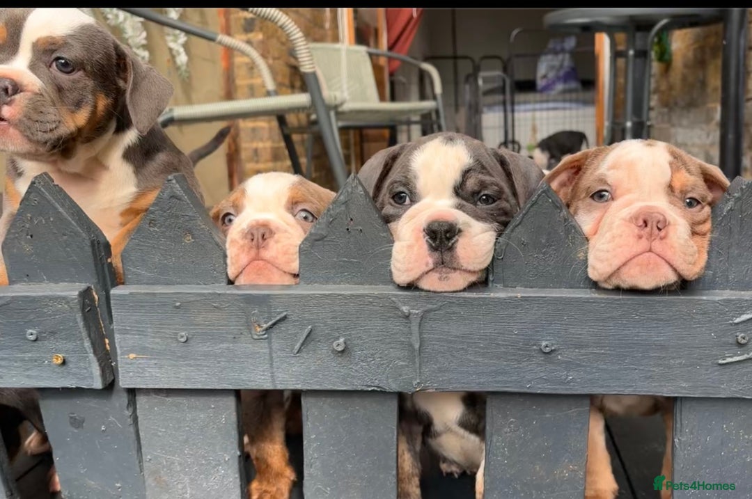 Olde English Bulldogge dogs for sale: Olde English bulldogs puppies READY to leave - Image 3