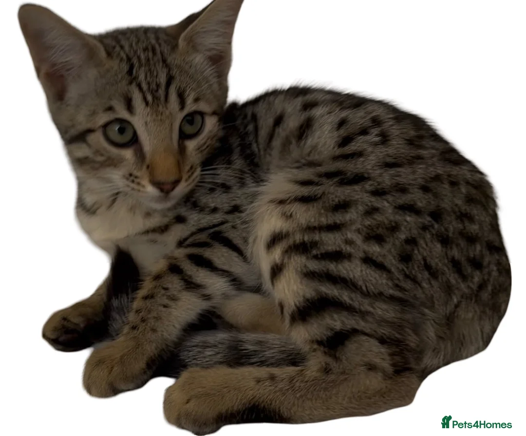 Bengal cats for sale: Stunning Snow Sepia Bengal x Savannah Kitten  - Advert 1