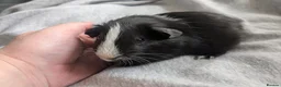 Guinea Pig rodents for sale: Guinea pigs boars and sows available  - Advert 17