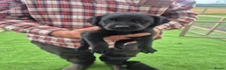 Labrador Retriever dogs for sale: Beautiful litter of labrador pups in Stockton-on-Tees - Advert 8