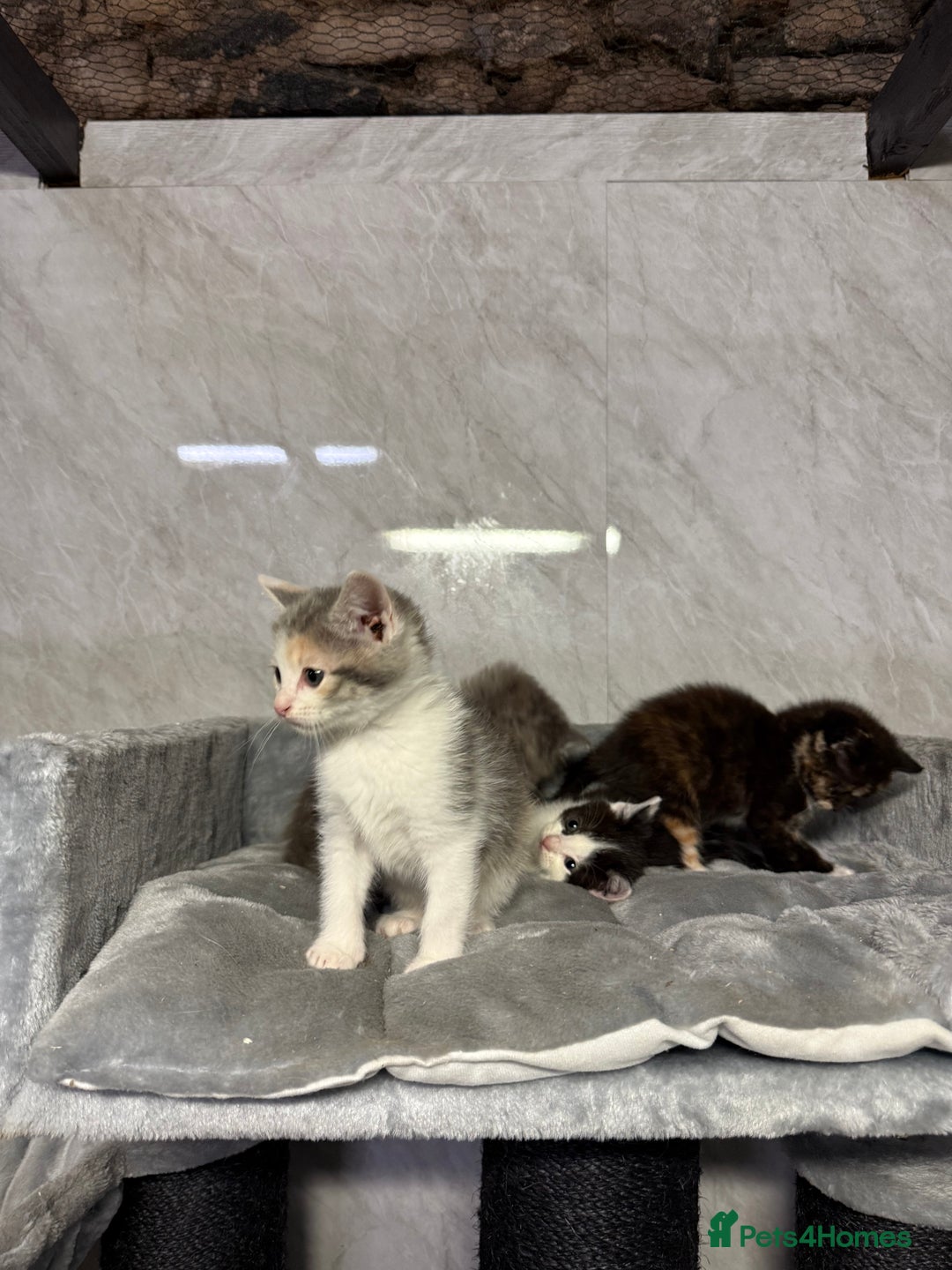 Ragdoll cats for sale: Half Ragdoll Kittens - Advert 11