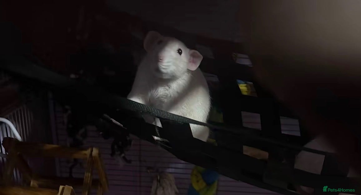 Rat rodents Neutered male rat , ( snoopy ) - Advert 5