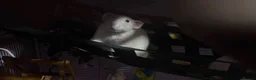Rat rodents for sale: Neutered male rat , ( snoopy ) - Advert 1