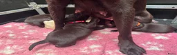 Labrador Retriever dogs for sale: KENNEL CLUB REGISTERED CHOCOLATE LABRADOR PUPPIES  - Advert 8