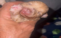 Pomeranian dogs for sale: Pomeranian puppy’s  - Image 2