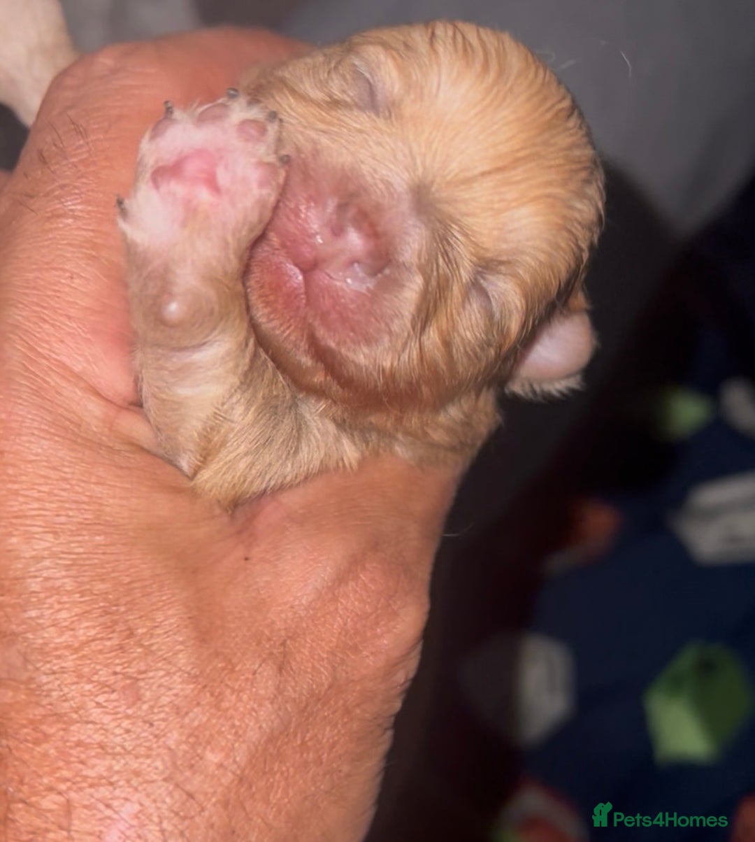 Pomeranian dogs for sale: Pomeranian puppy’s  - Image 2