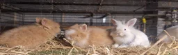 Lionhead rabbits for sale: Lovely tempered little lionhead babies- m and f - Advert 2